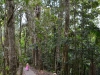 El Yunque national forest