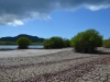 Isla Vieques, mangrove moeras
