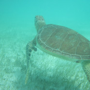 Tobago Cays