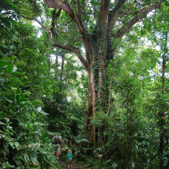 Hike Morne Rose