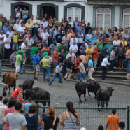 Stierenrennen in Terceira